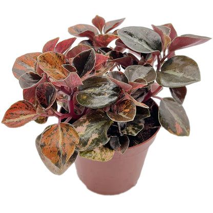 Peperomia "Crème Brûlée" - panaschierter Pfeffer
