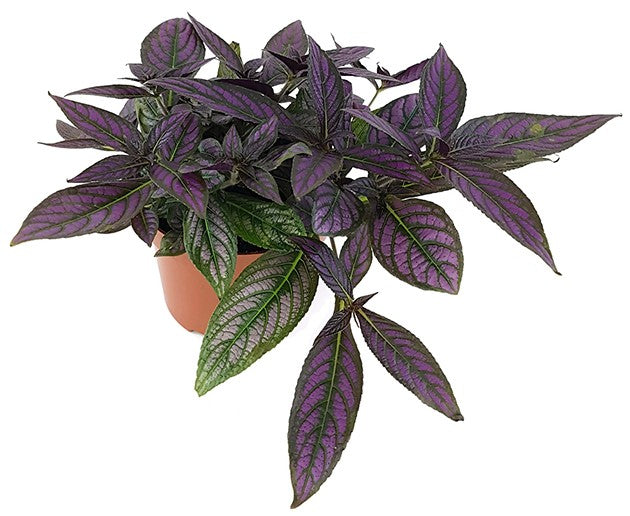 Strobilanthes dyerianus - persischer Schild