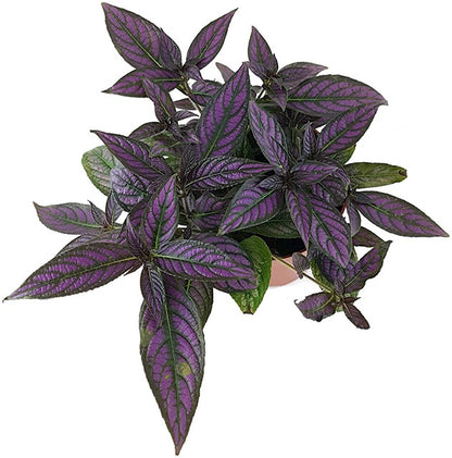 Strobilanthes dyerianus - persischer Schild