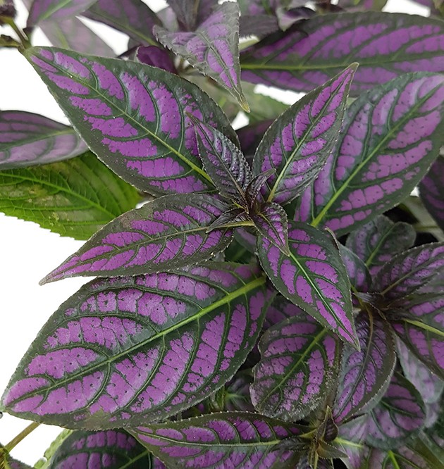 Strobilanthes dyerianus - persischer Schild