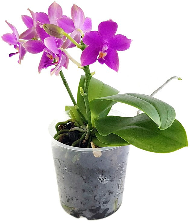 Phalaenopsis ‘Parfum de Provence - Love Potion’ - Schmetterlingsorchidee