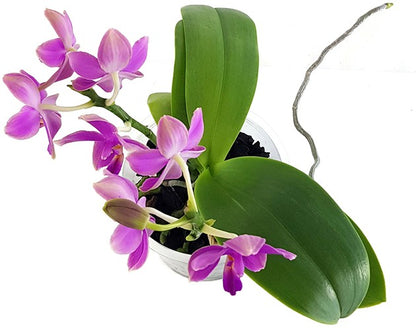 Phalaenopsis ‘Parfum de Provence - Love Potion’ - Schmetterlingsorchidee