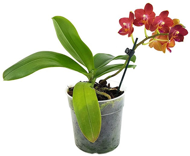 Phalaenopsis Sogo Fusion - bezaubernde Duftorchidee