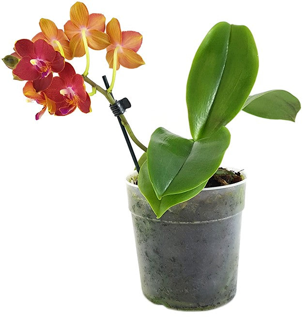 Phalaenopsis Sogo Fusion - bezaubernde Duftorchidee