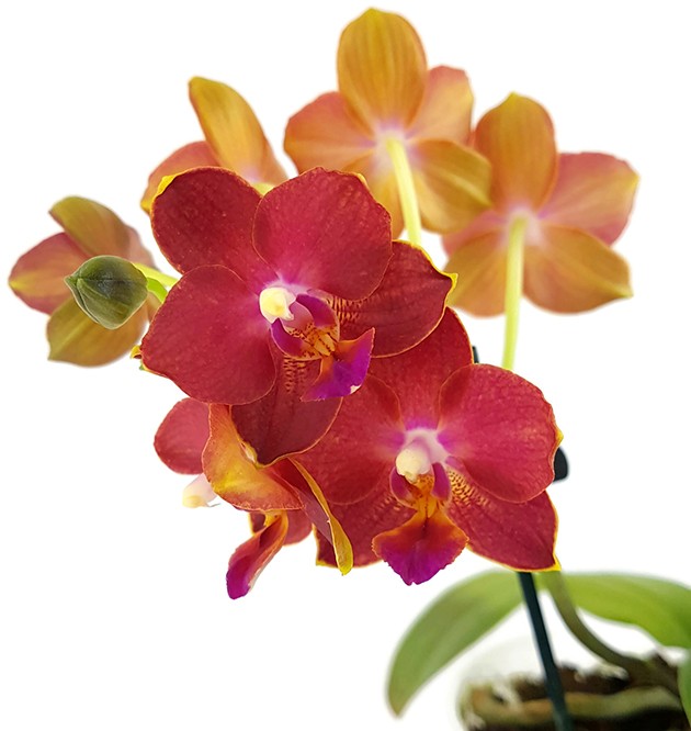 Phalaenopsis Sogo Fusion - bezaubernde Duftorchidee