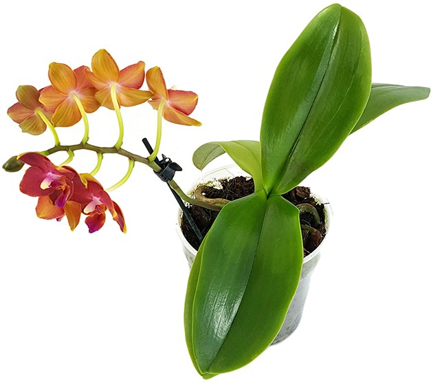 Phalaenopsis Sogo Fusion - bezaubernde Duftorchidee