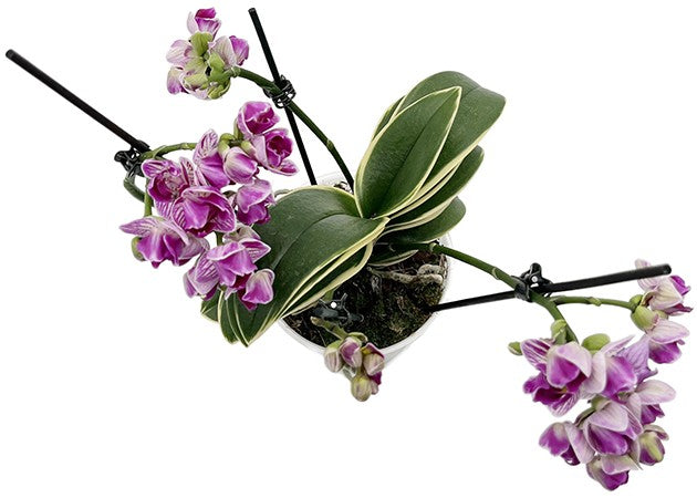 Phalaenopsis Sogo Vivien marginata - bezaubernde Duftorchidee