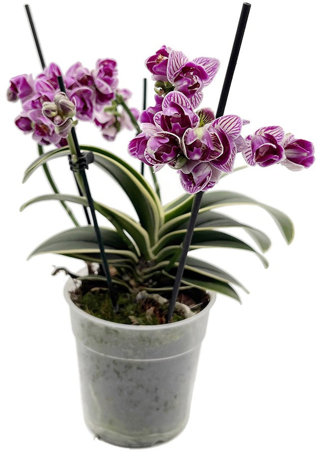 Phalaenopsis Sogo Vivien marginata - bezaubernde Duftorchidee