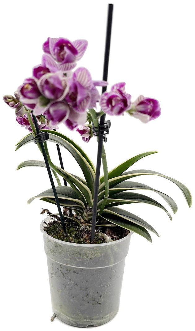 Phalaenopsis Sogo Vivien marginata - bezaubernde Duftorchidee