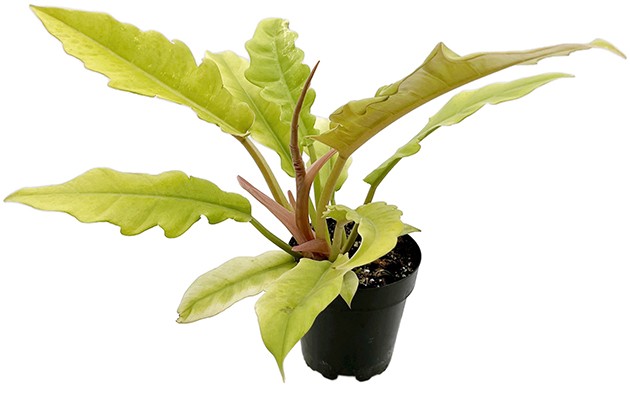 Philodendron "Golden Saw" - neon Baumfreund