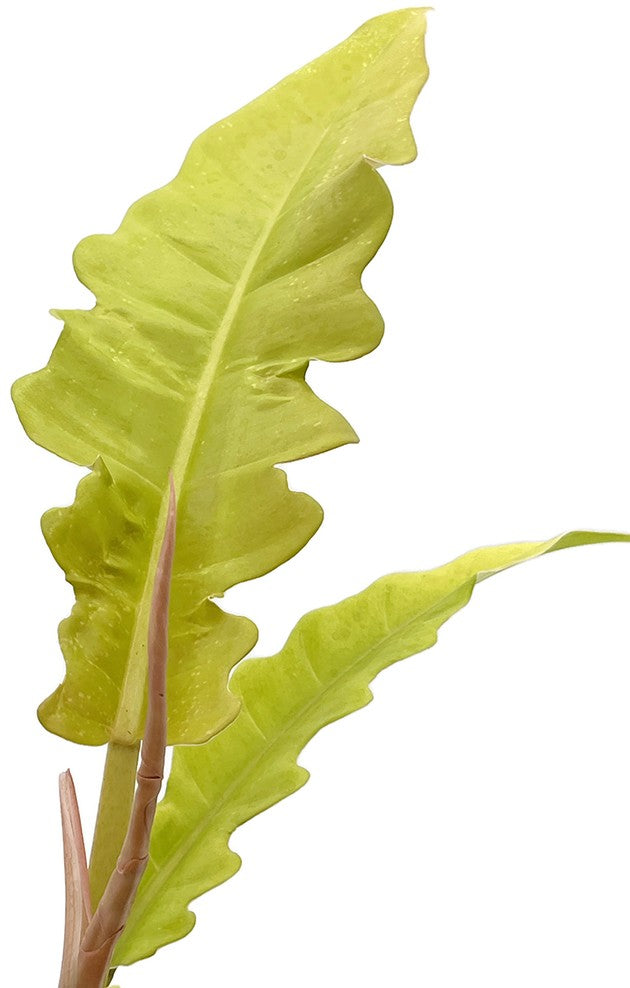 Philodendron &quot;Golden Saw&quot; - neon Baumfreund