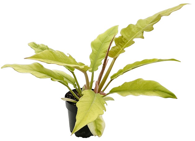 Philodendron &quot;Golden Saw&quot; - neon Baumfreund