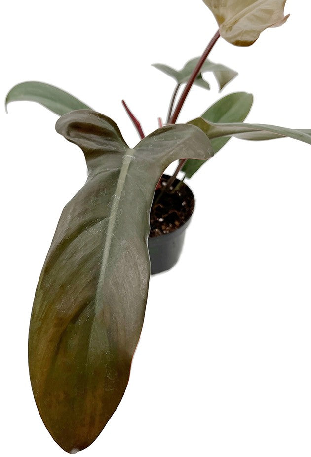 Philodendron Florida "bronze" - besonderer Baumfreund