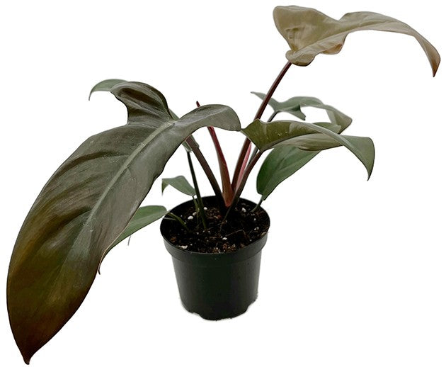 Philodendron Florida "bronze" - besonderer Baumfreund