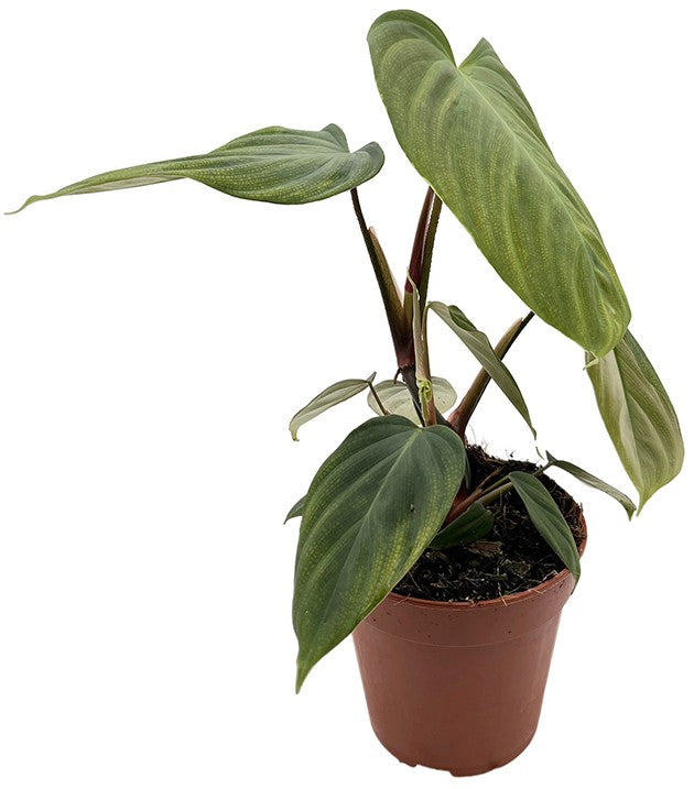 Philodendron spec. &quot;Fuzzy petiole&quot; (Squamicaule) - seltener Baumfreund