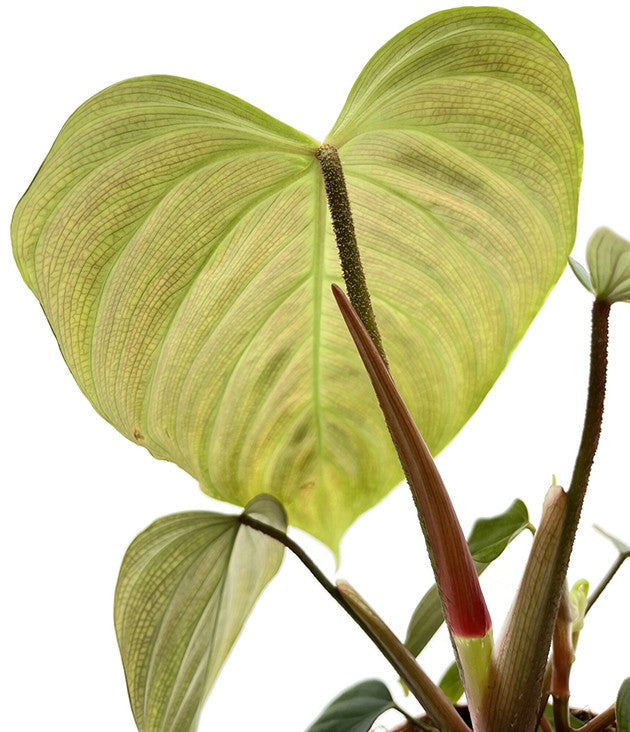 Philodendron spec. &quot;Fuzzy petiole&quot; (Squamicaule) - seltener Baumfreund