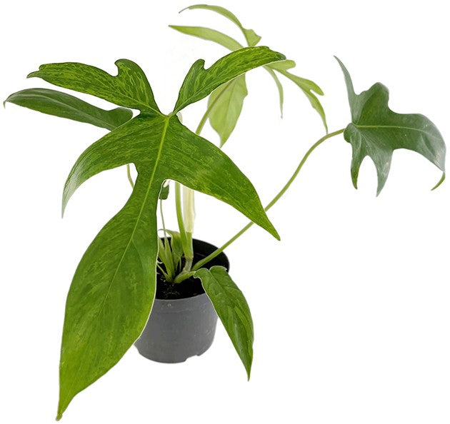 Philodendron "Glad Hands" - anmutiger Baumfreund