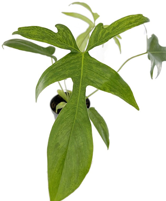 Philodendron "Glad Hands" - anmutiger Baumfreund