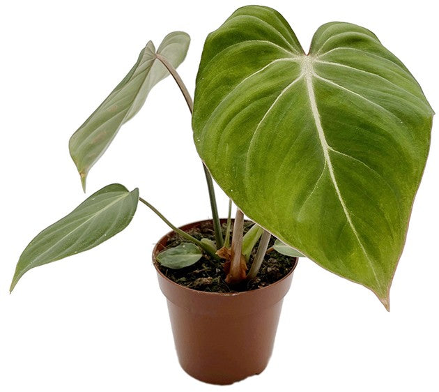 Philodendron gloriosum - glorreicher Baumfreund