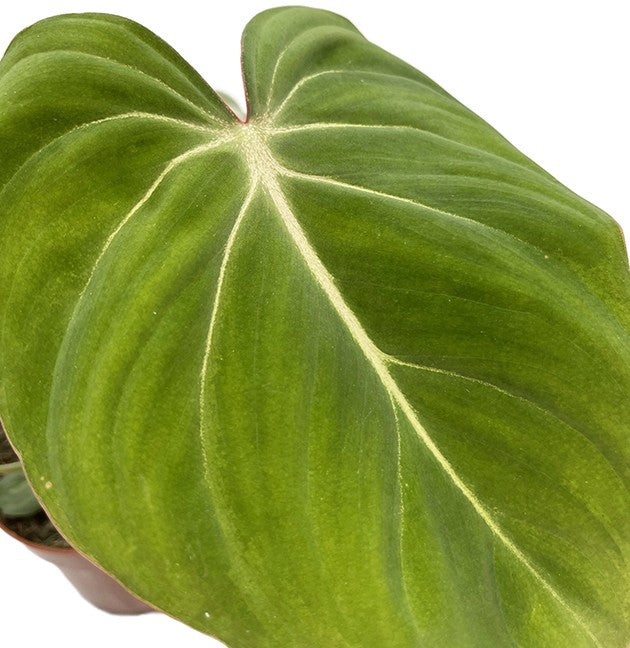 Philodendron gloriosum - glorreicher Baumfreund