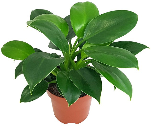 Philodendron "Green Princess" - grüner Baumfreund