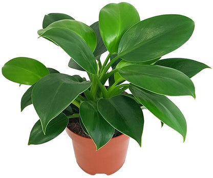 Philodendron &quot;Green Princess&quot; - grüner Baumfreund