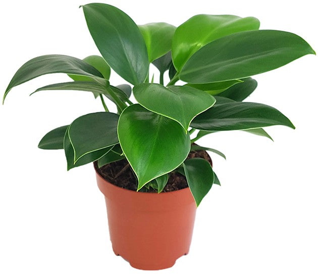Philodendron "Green Princess" - grüner Baumfreund