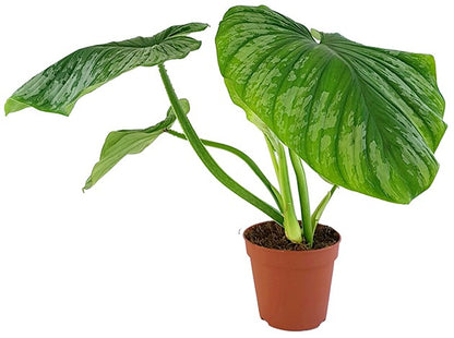 Philodendron Mamei - gescheckter Baumfreund