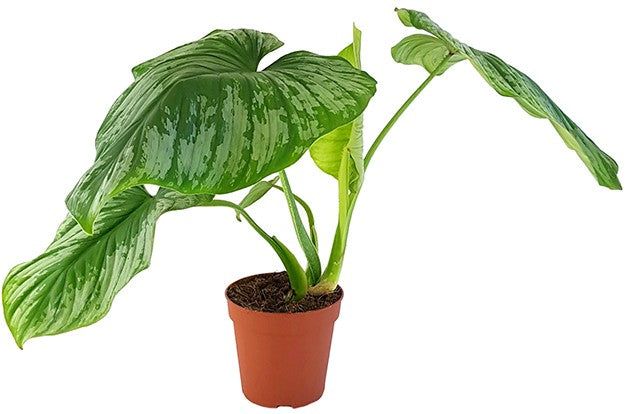 Philodendron Mamei - gescheckter Baumfreund