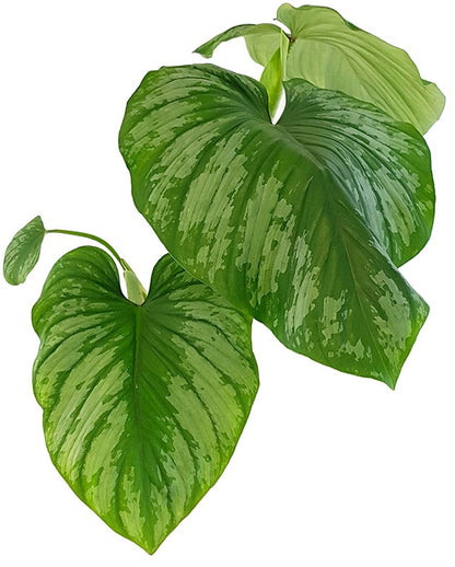 Philodendron Mamei - gescheckter Baumfreund