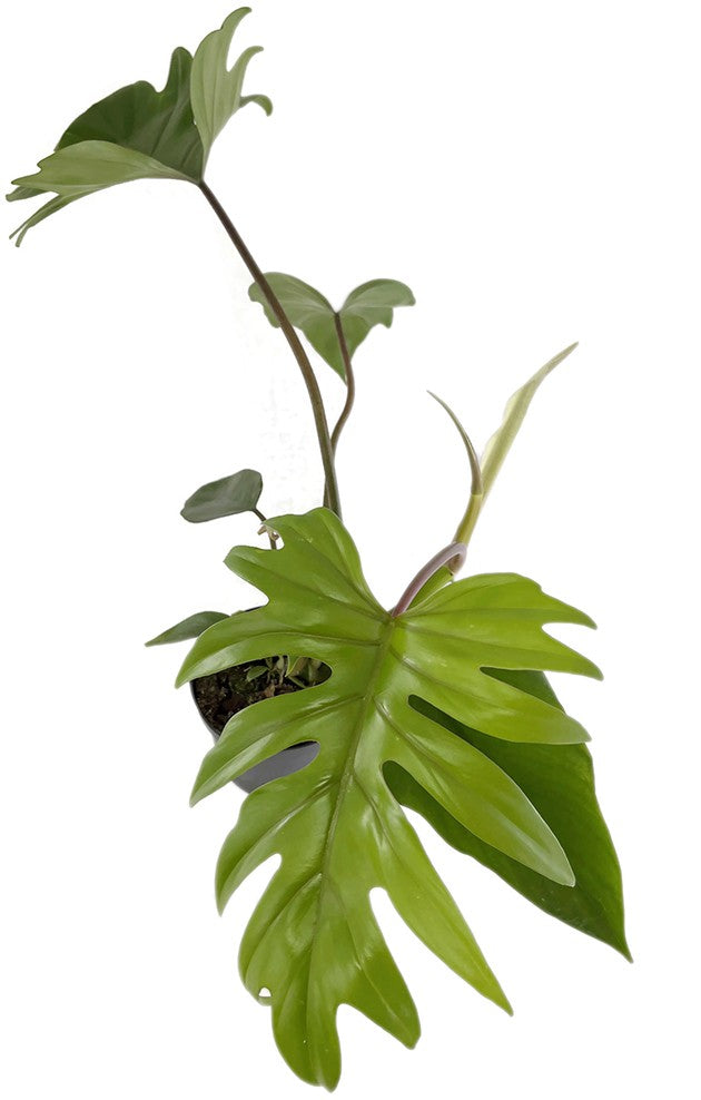 Philodendron &quot;Mayoi&quot; - traumhafter Baumfreund