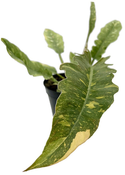 baumfreund philodendron birkenfeige buchsbaum buntwurz Philodendron narrow "Ring of Fire"