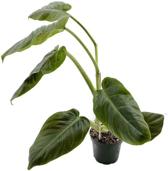 Philodendron Subhastatum