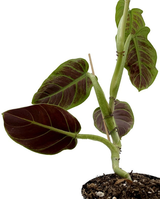 Philodendron Subhastatum - Baumfreund