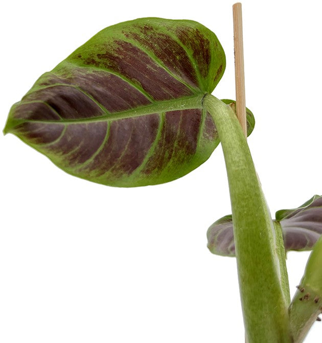 Philodendron Subhastatum - Baumfreund