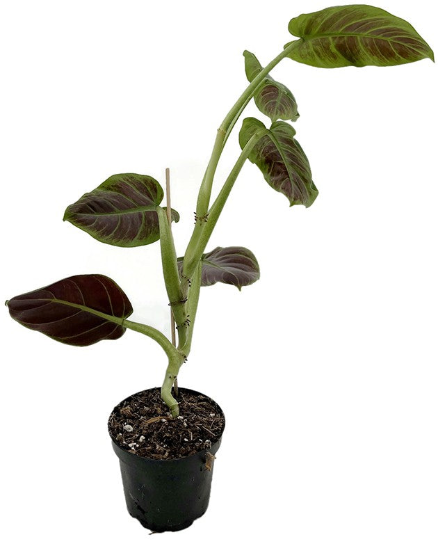 Philodendron Subhastatum - Baumfreund