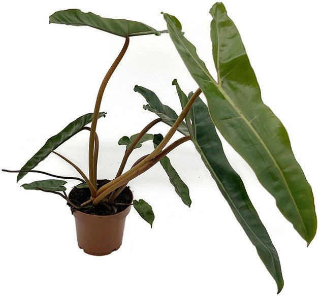 Philodendron billietiae - gigantischer Baumfreund