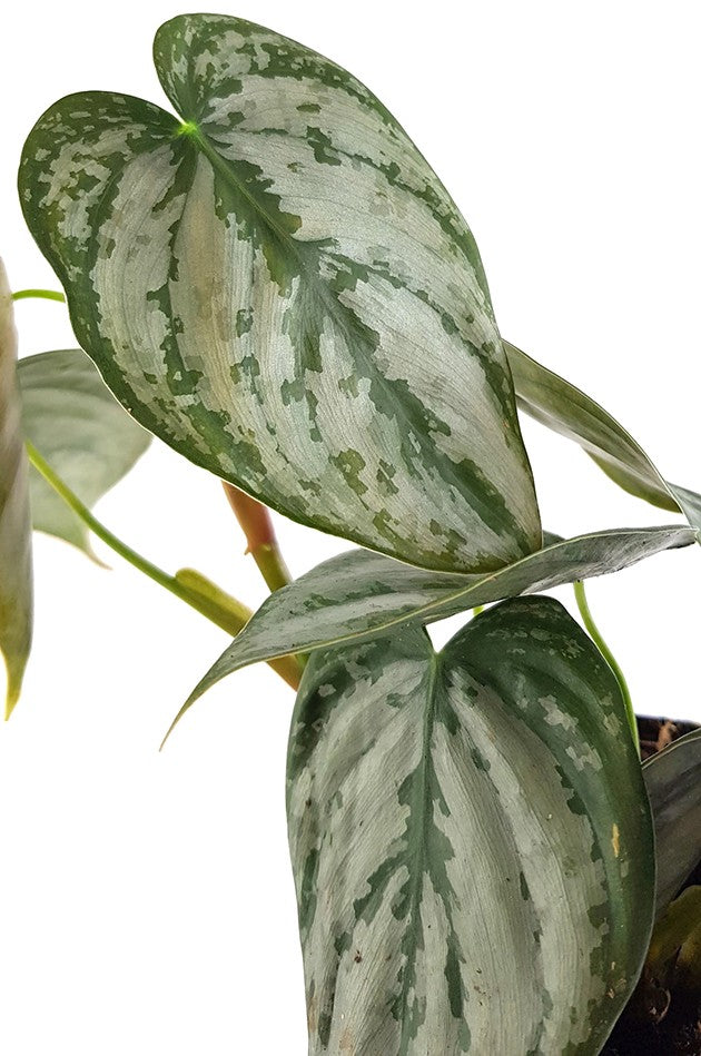 Philodendron brandtianum - Silberblatt-Baumfreund