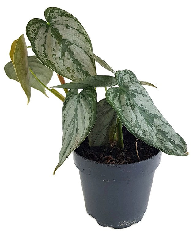 Philodendron brandtianum - Silberblatt-Baumfreund