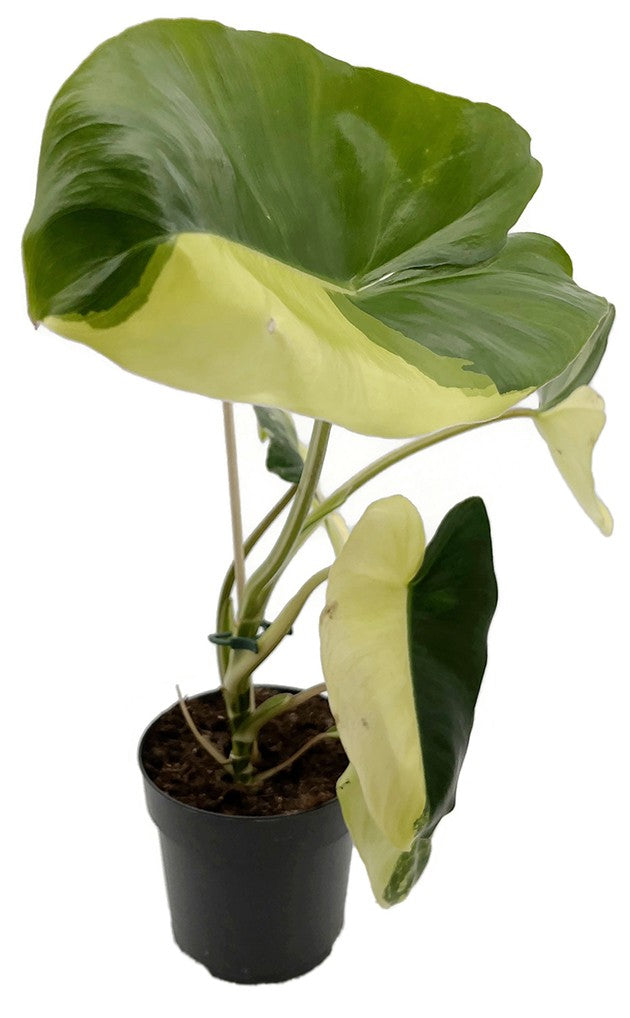 Philodendron &quot;Burle Marx&quot; variegata - kletternder Baumfreund