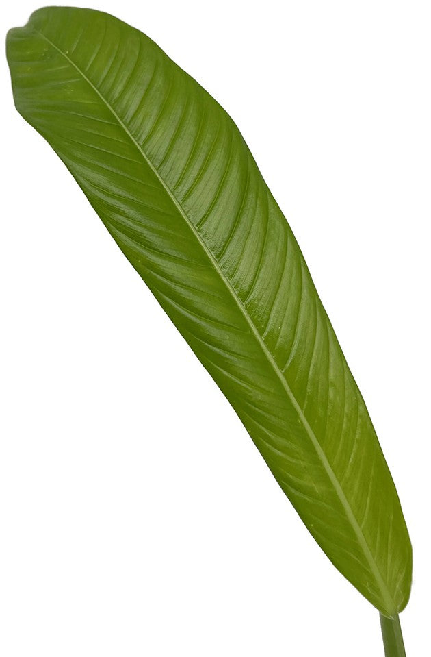 Philodendron campii - prächtiger Baumfreund