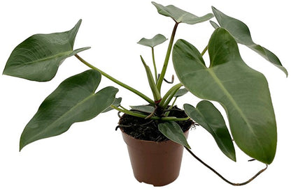 Philodendron corcovadensis - grüner Baumfreund