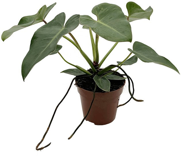 Philodendron corcovadensis - grüner Baumfreund