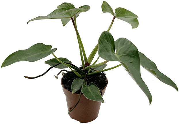 Philodendron corcovadensis - grüner Baumfreund