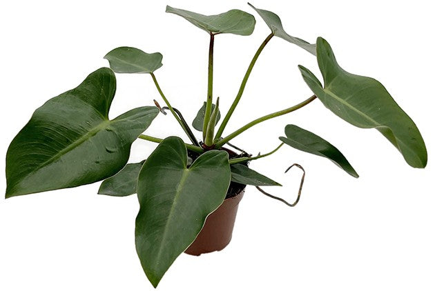 Philodendron corcovadensis - grüner Baumfreund