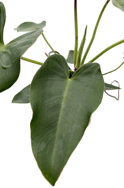 Philodendron corcovadensis - grüner Baumfreund