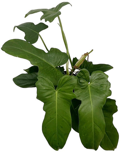 Philodendron &quot;Green Dragon&quot; - grüner Baumfreund