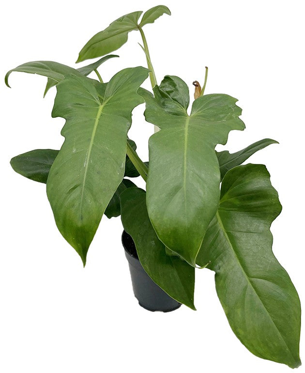Philodendron "Green Dragon" - grüner Baumfreund