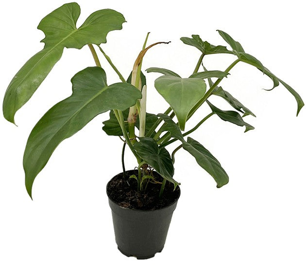 Philodendron &quot;Green Dragon&quot; - grüner Baumfreund