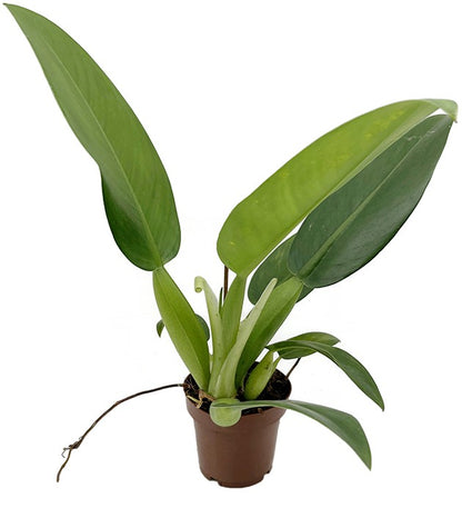 philodendron fatboy Philodendron martianum "Pacová" aka "Fatboy"